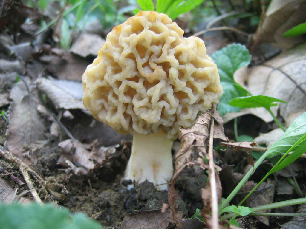 2005 :  Un anno di funghi